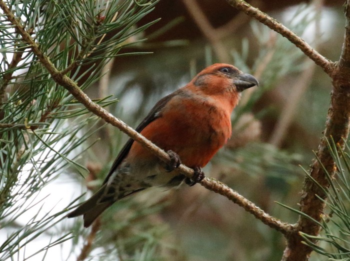 Crossbill