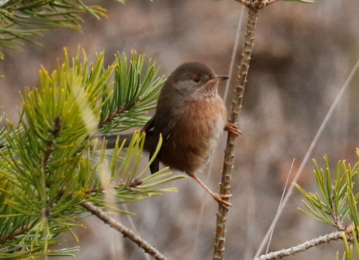 Dartford Warbler