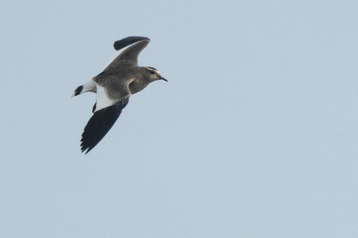 Sociable Lapwing