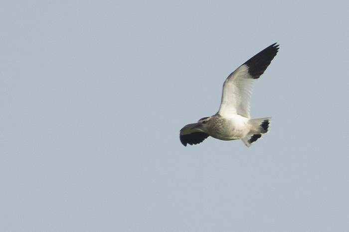 Sociable Lapwing