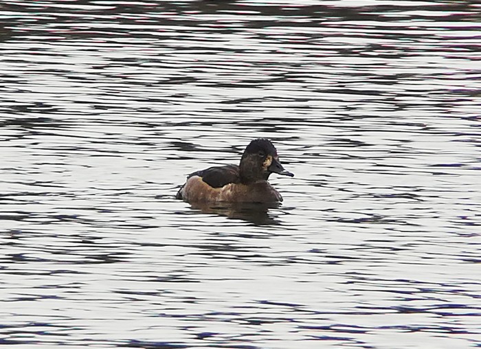Ring-necked Duck