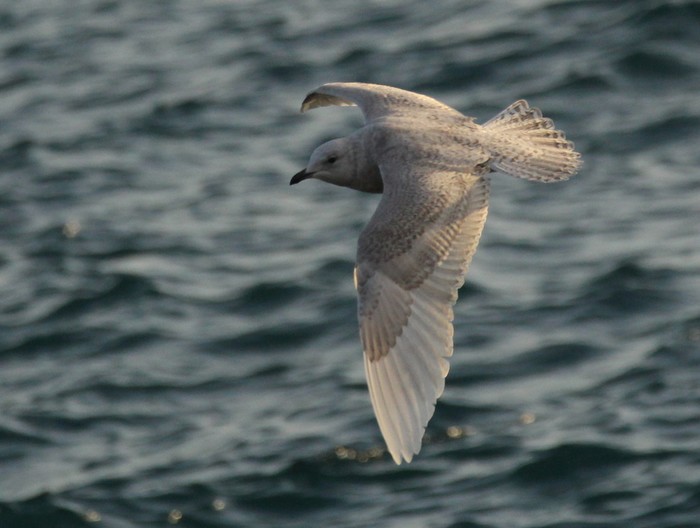 Iceland Gull