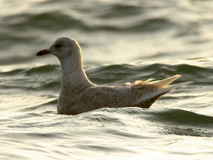 Iceland Gull