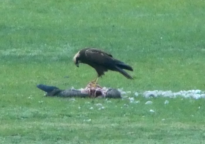 Marsh Harrier