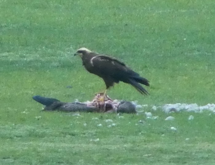 Marsh Harrier