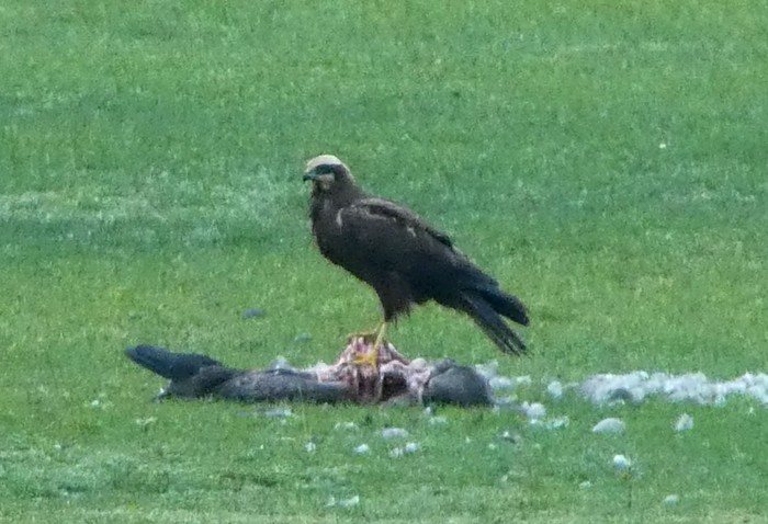 Marsh Harrier