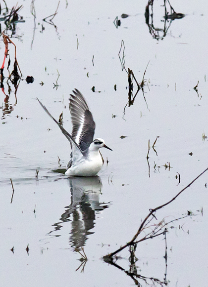 Grey Phalarope