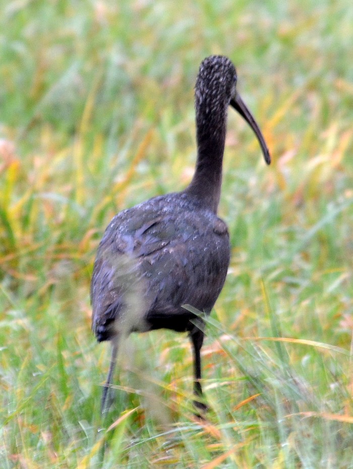 Glossy Ibis