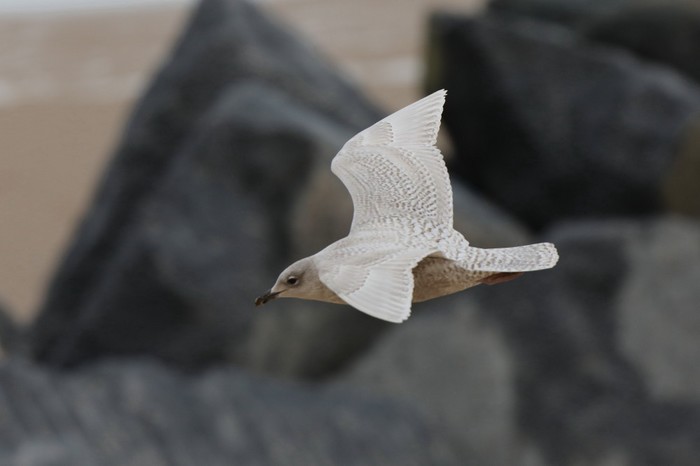 Iceland Gull