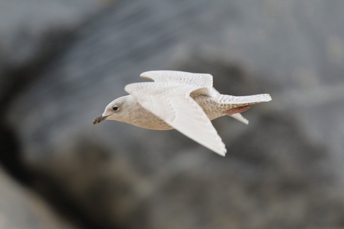 Iceland Gull