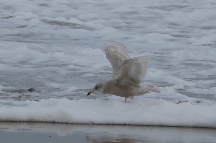 Iceland Gull