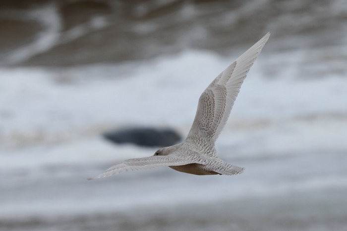 Iceland Gull