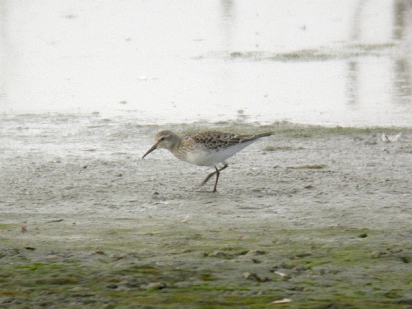 White-rumped Sandpiper
