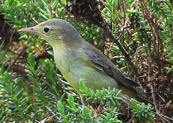 Icterine Warbler