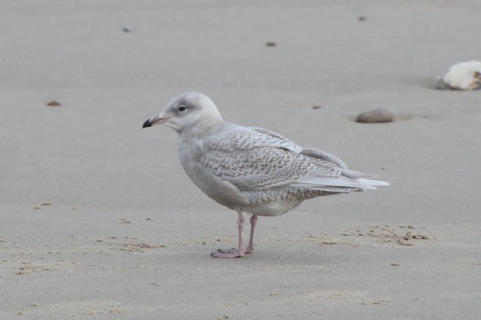 Iceland Gull