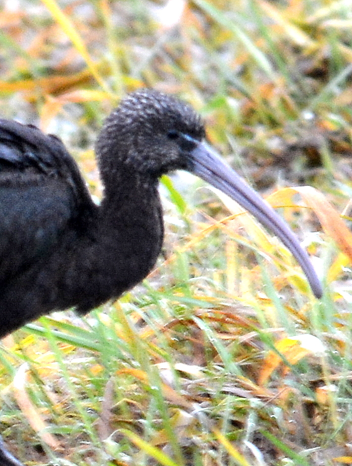 Glossy Ibis