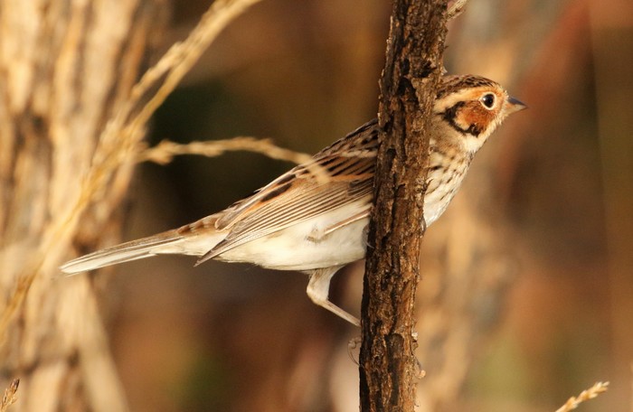 Little Bunting