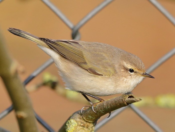 Siberian Chiffchaff