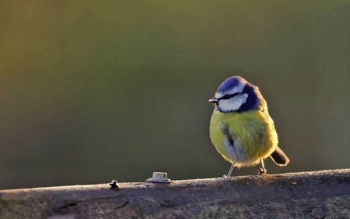Blue Tit