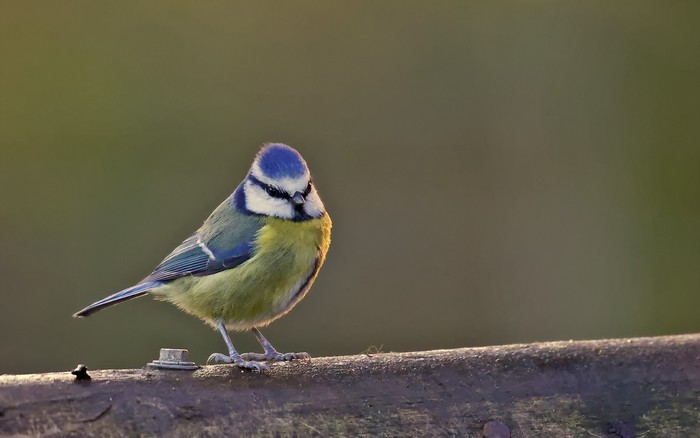 Blue Tit