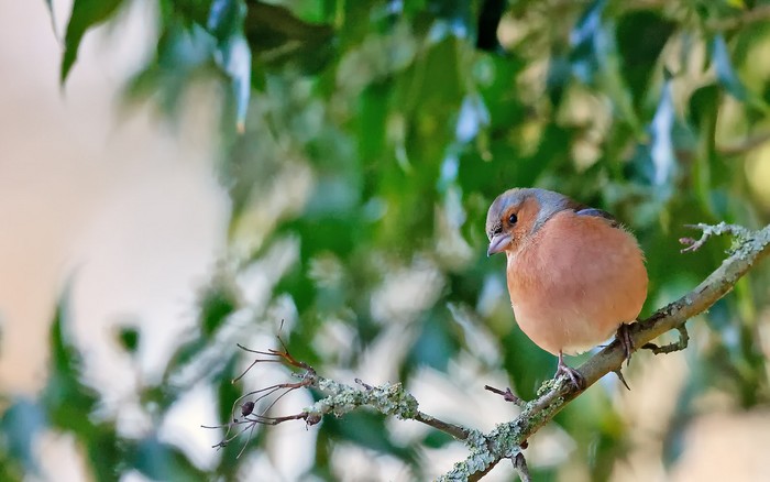 Chaffinch