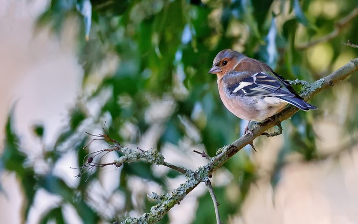 Chaffinch