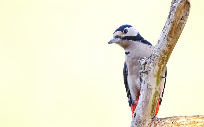 Great Spotted Woodpecker