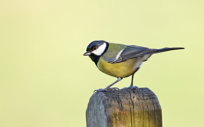 Great Tit