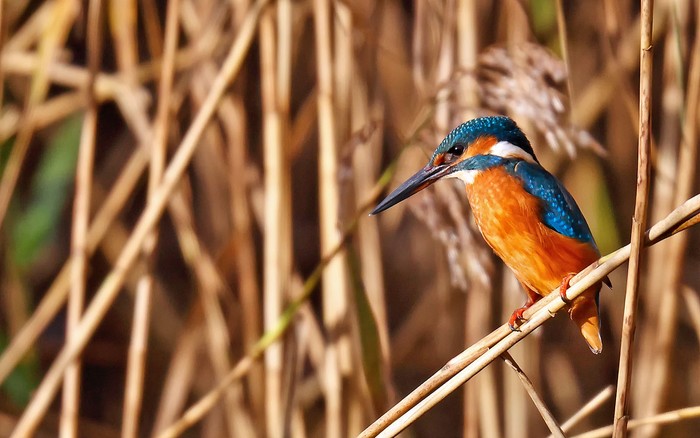 Kingfisher