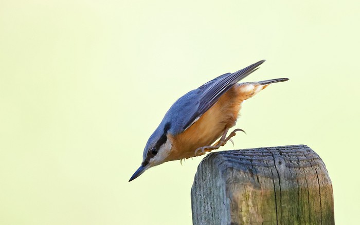 Nuthatch