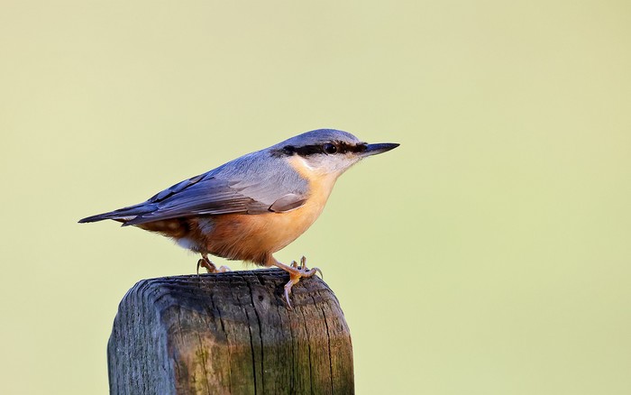 Nuthatch