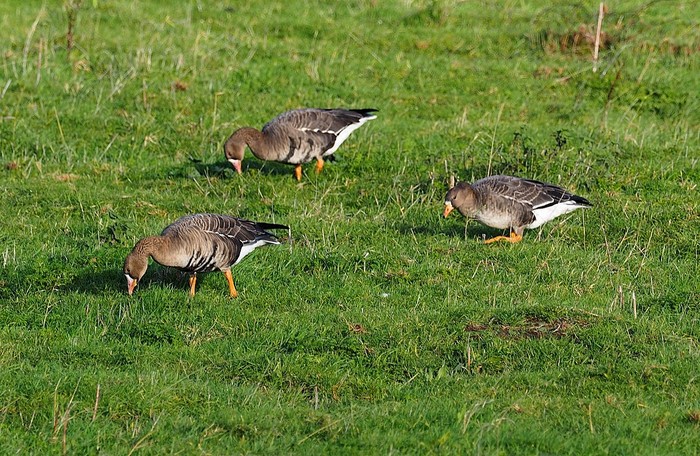 Russian White-fronted Goose