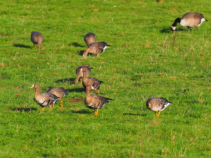 Russian White-fronted Goose