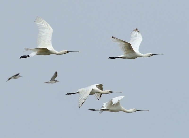 Spoonbill