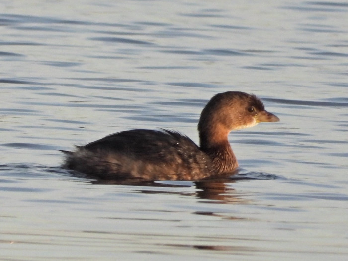Pied-billed Grebe