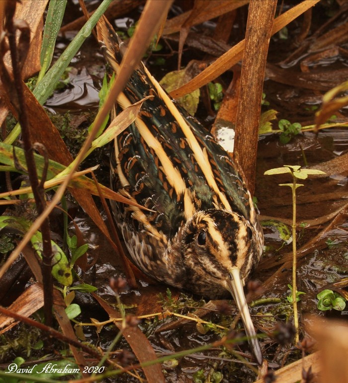 Jack Snipe 