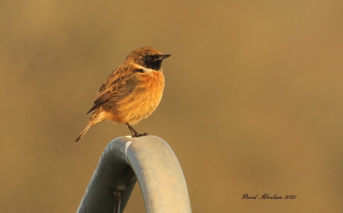 Stonechat 