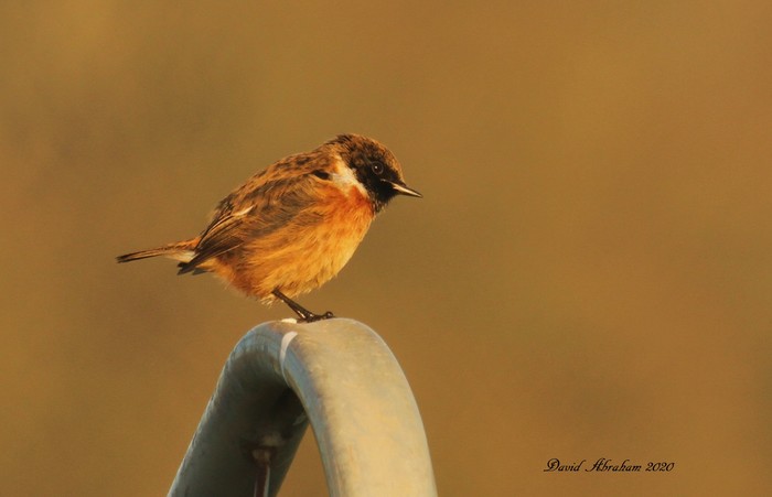 Stonechat 