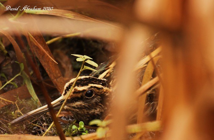 Jack Snipe 