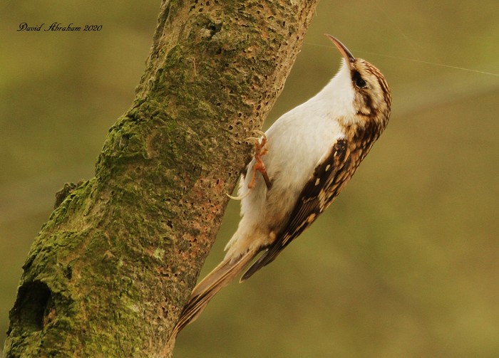 Treecreeper 