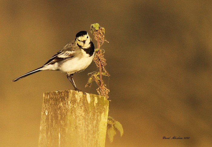 Pied Wagtail