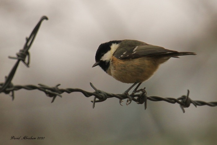Coal Tit