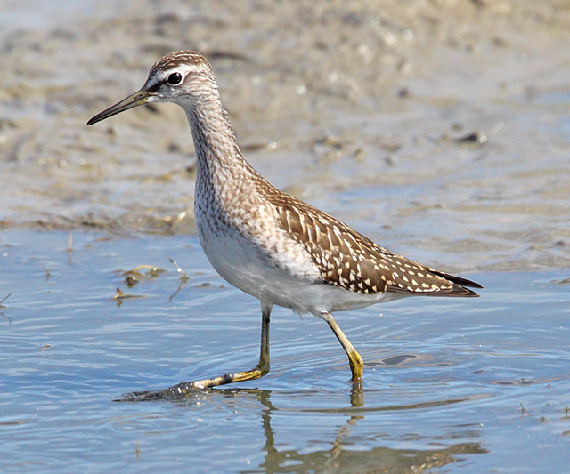 Wood Sandpiper