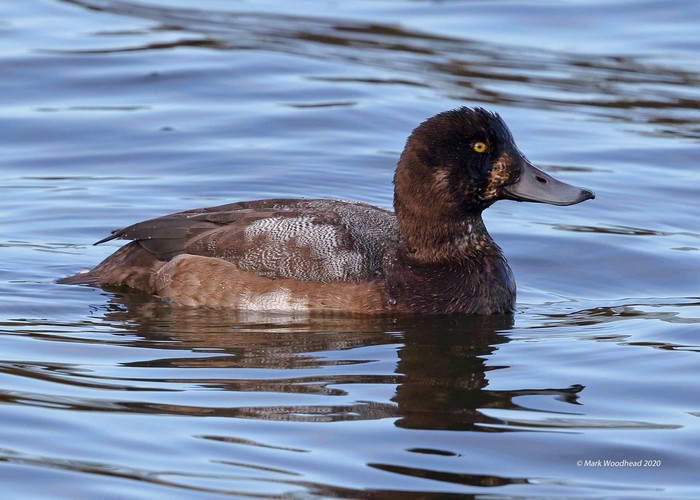 Scaup