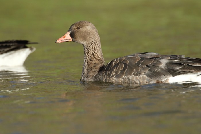 Russian White-fronted Goose
