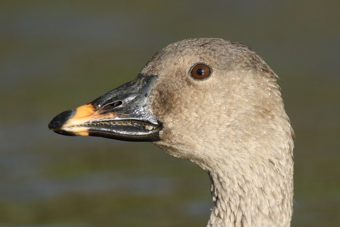 Tundra Bean Goose