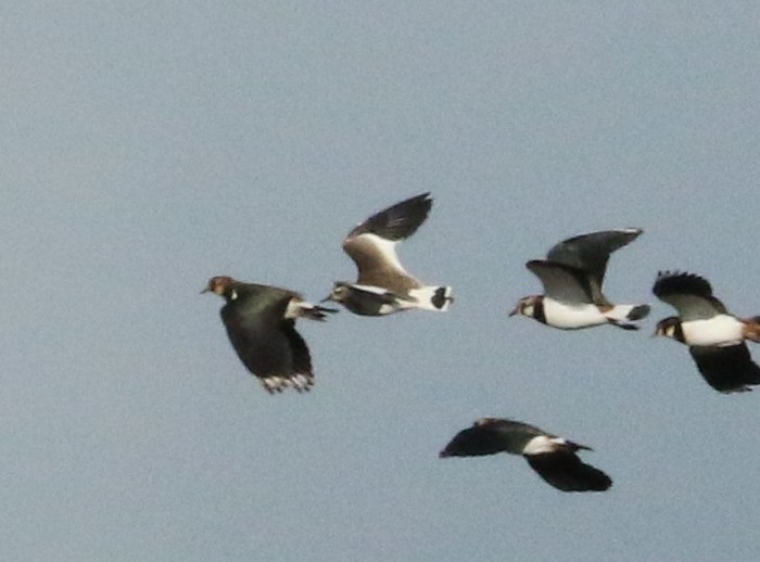 Sociable Lapwing