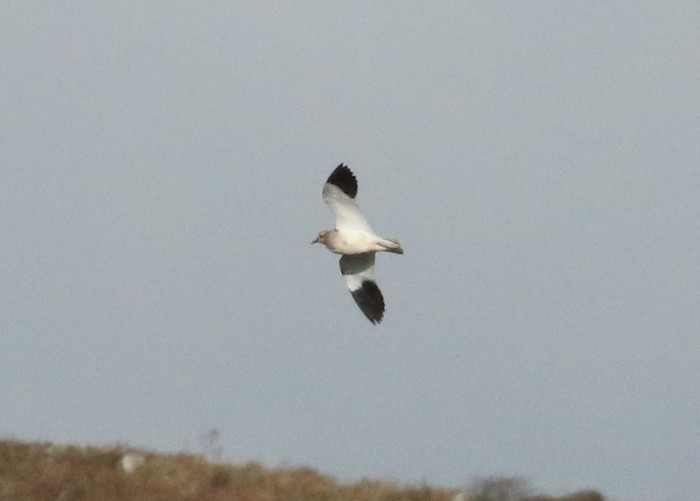 Sociable Lapwing