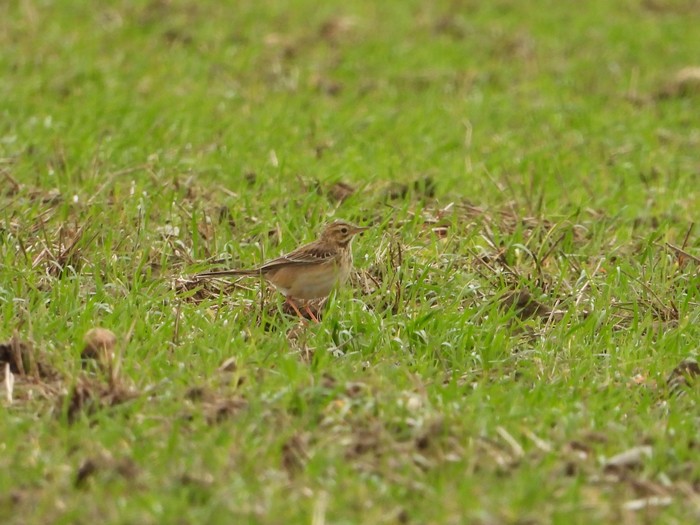 Richard's Pipit