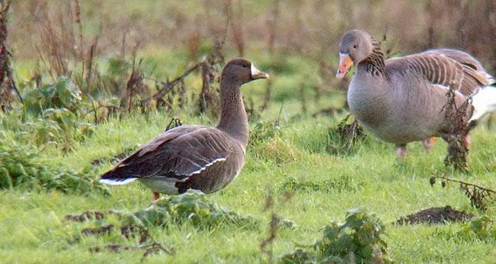 Russian White-fronted Goose